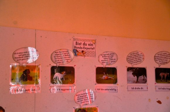 Hunde AG Wand mit Bildern und Texten über Tiere in Sprechblasen.